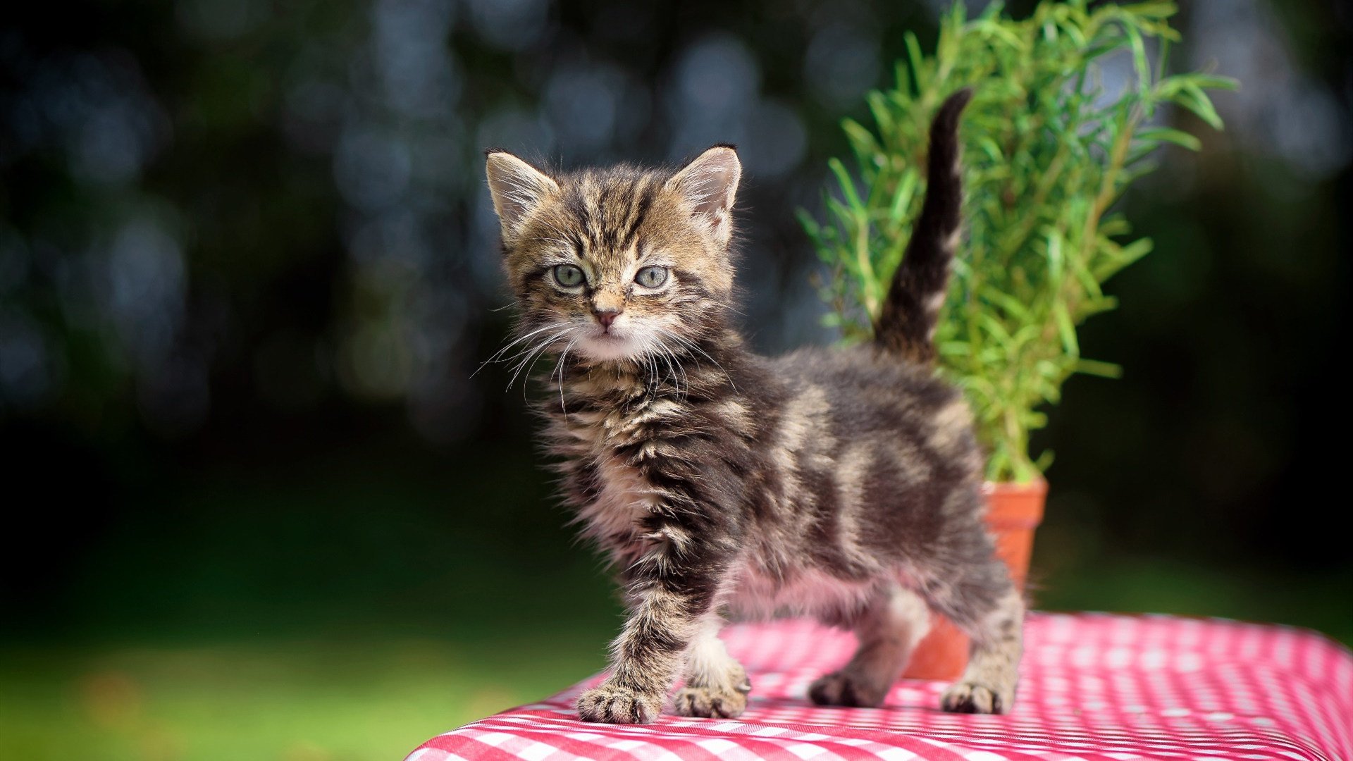 绝境铸就英雄！德罗赞压哨三分擒鹰，深圳队硬仗诠释关键先生