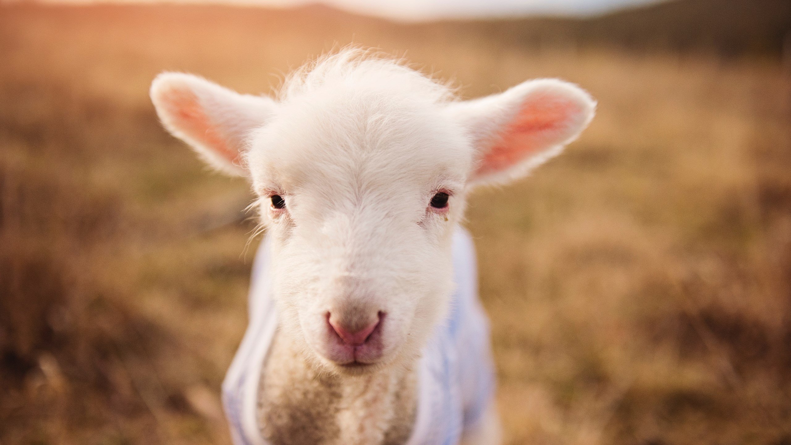 绝境重生！拉梅洛·鲍尔加冕关键先生，活塞史诗逆转鹈鹕