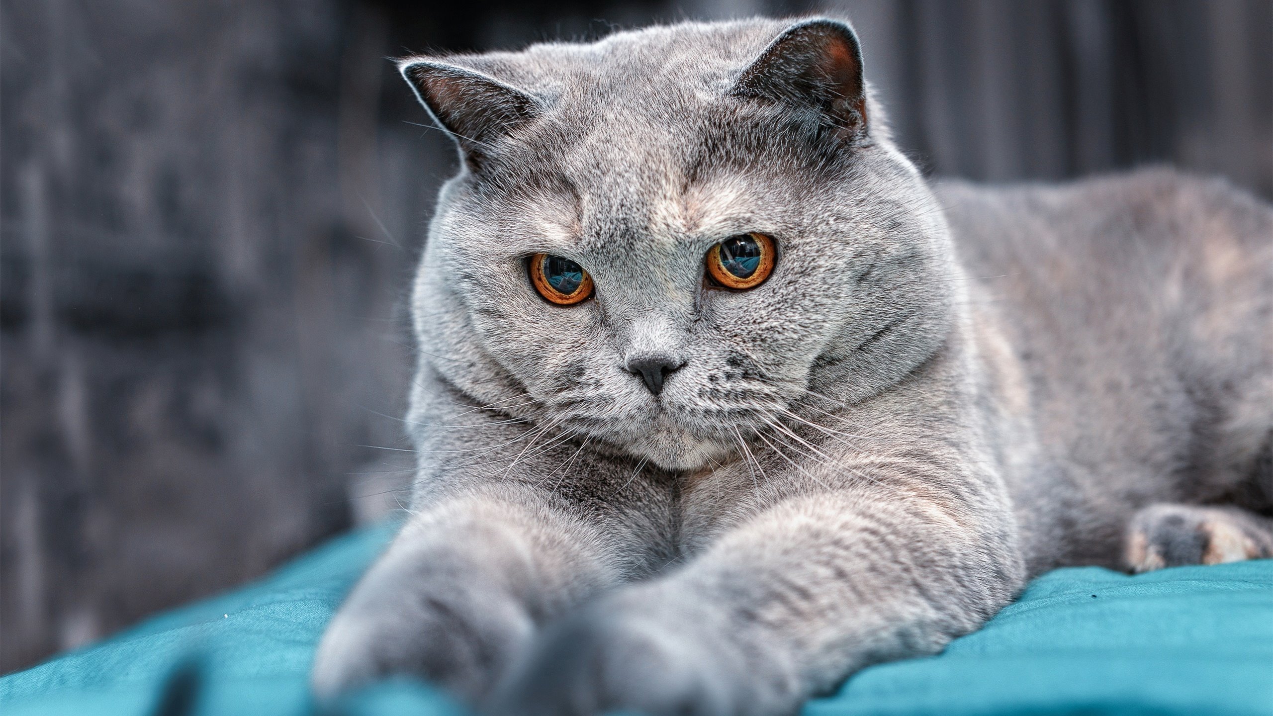 唯二的救赎，当莱万梅开二度，佩特科维奇读秒绝杀