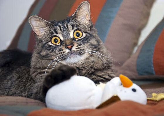 开云sport-从无声到雷霆，哈利伯顿的觉醒之夜，鹈鹕正面击溃湖人的背后