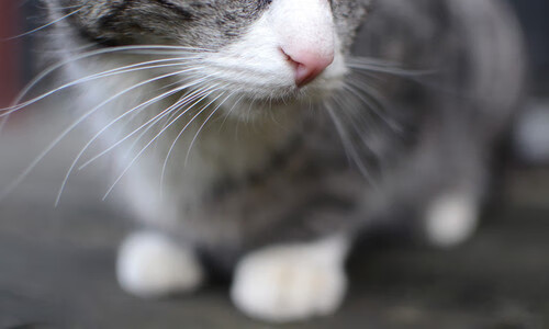 封王之战,摩纳哥强势问鼎地中海之巅,东决关键战彻底锁定王座