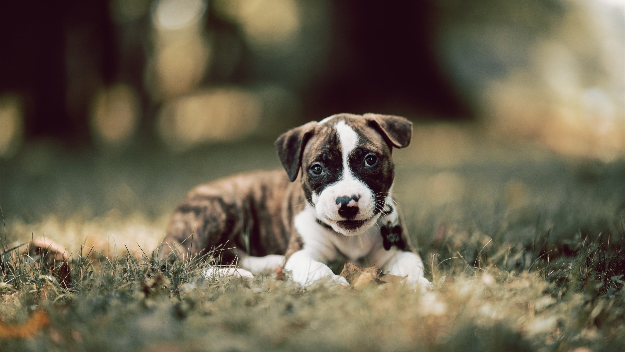 异次元对决，克莱·汤普森单节25分击穿防线，凯尔特人47-22打崩辽宁