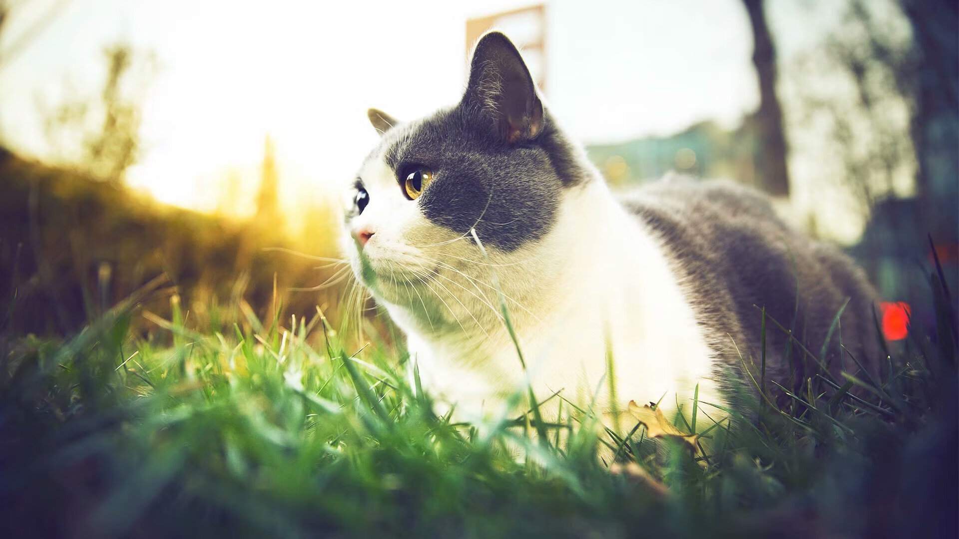 2026世界杯的快船式压制，当足球焦点战遇上篮球智慧