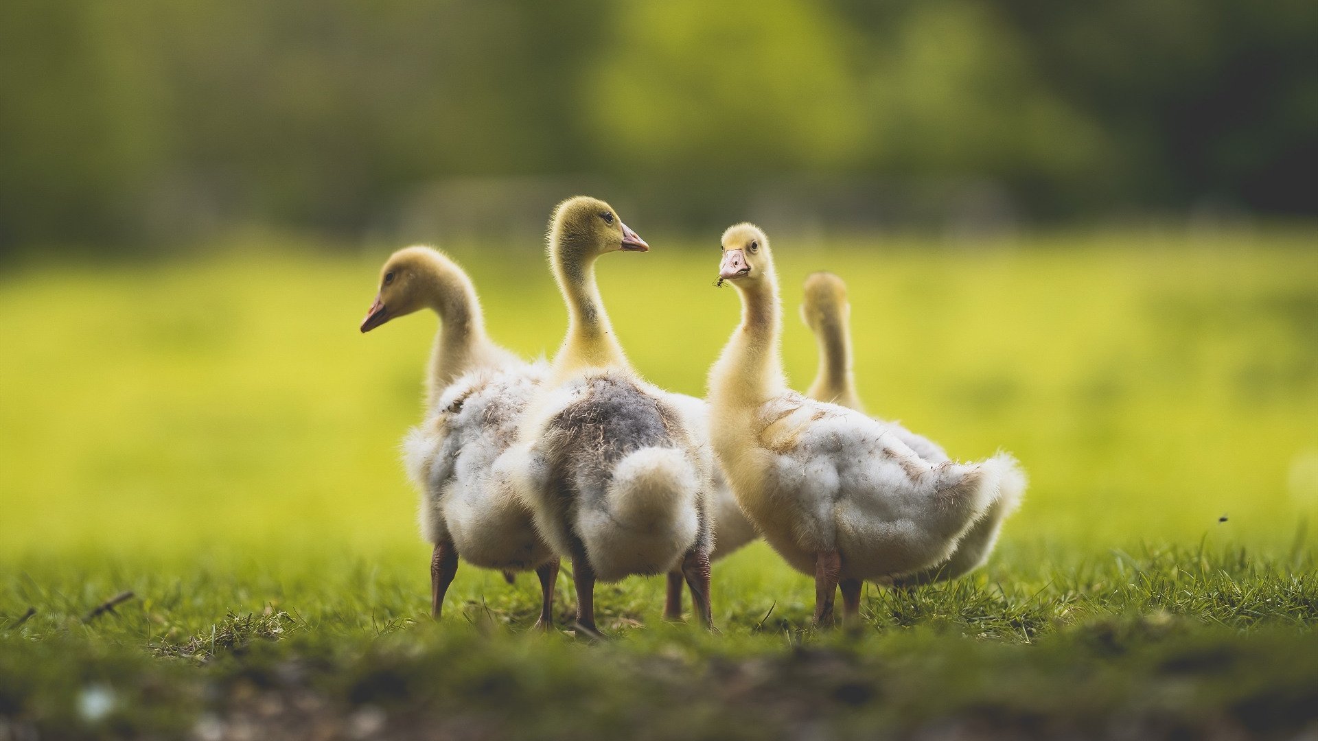 1.战术碾压！爵士用团队篮球锁死步行者，武切维奇内外兼修成胜负手