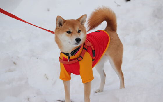 休斯顿铁骑踏碎菲尼克斯，德罗赞化身无双战神引爆数据狂潮