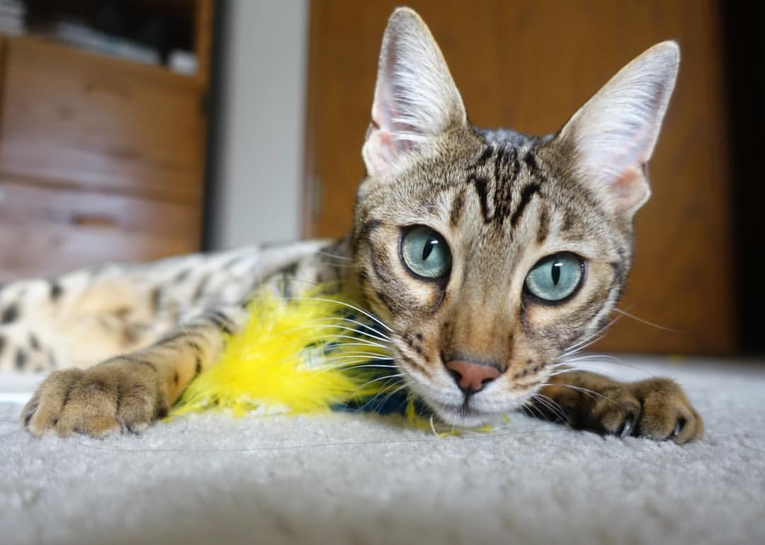 足球的交响，加纳制霸葡萄牙，莫德里奇以东决英姿接管绿茵之战