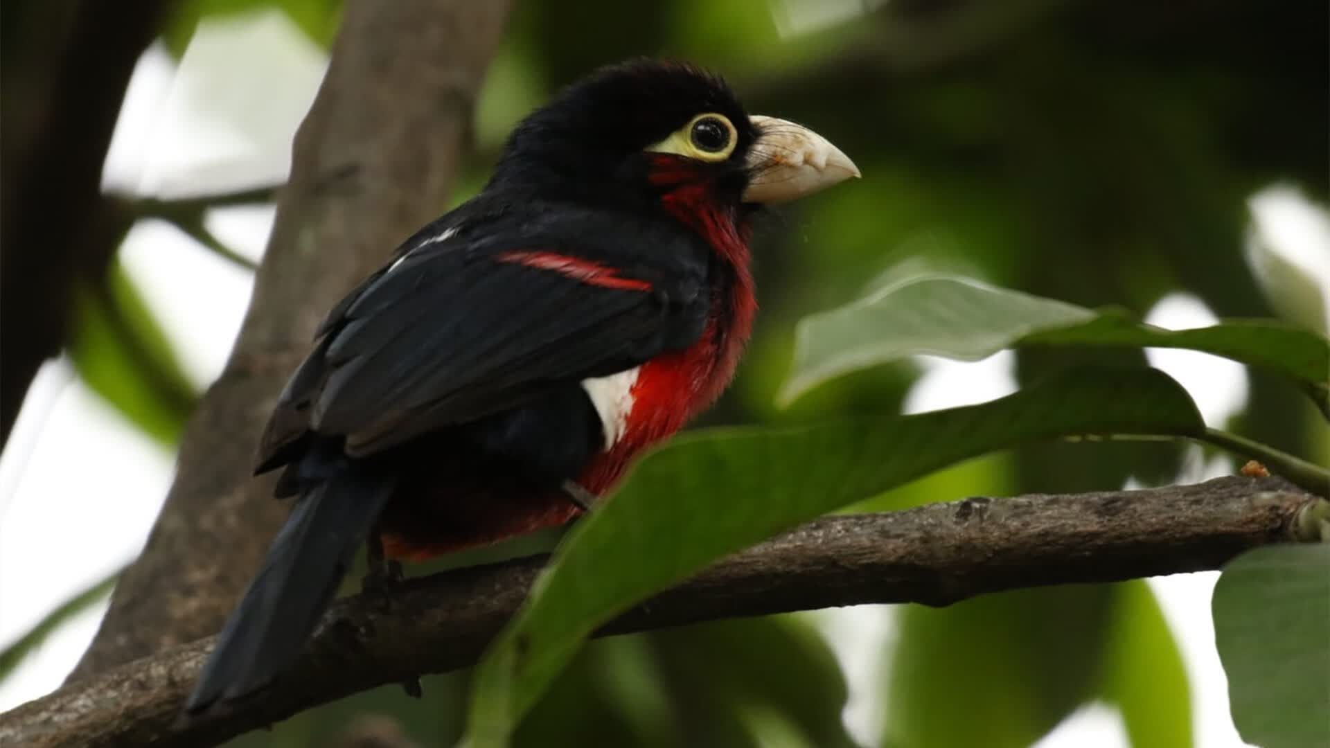 首先,根据您的要求,扩展思维,拟定一个能够抓住眼球、蕴含戏剧冲突和唯一性的标题